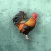 泰剧兔影视播放器
